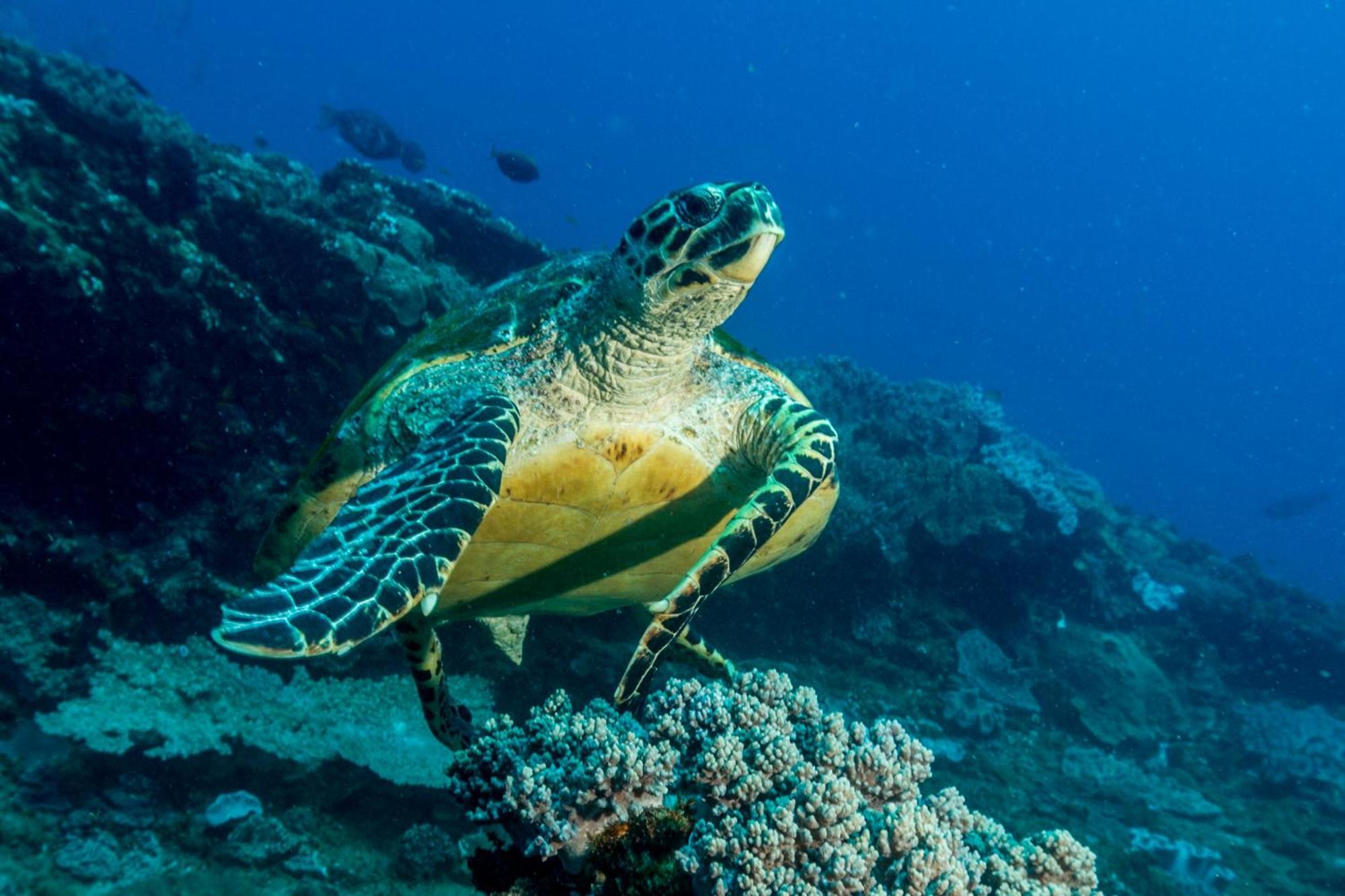 Sodwana Bay Lodge Dive & Fishing Resort Eksteriør bilde